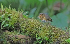 Grallaricula flavirostris