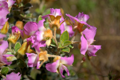 Podalyria biflora