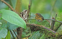 Grallaricula flavirostris