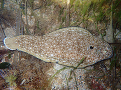 Synapturichthys kleinii