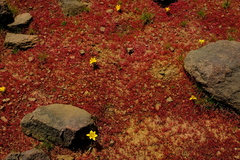 Romulea diversiformis