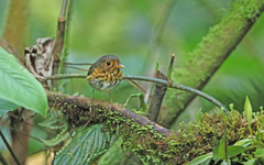 Grallaricula flavirostris