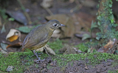 Grallaria haplonota