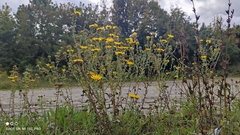 Grindelia squarrosa