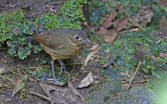 Grallaria haplonota
