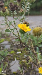 Grindelia squarrosa