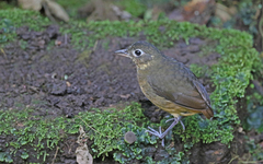 Grallaria haplonota
