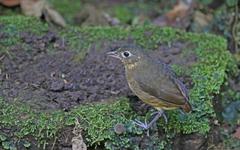 Grallaria haplonota