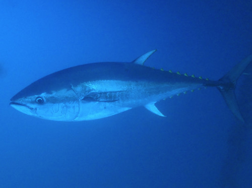 Atlantic Bluefin Tuna