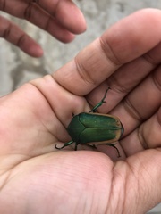 Cotinis mutabilis