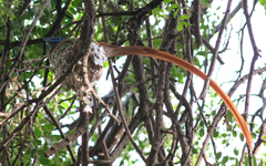 Terpsiphone viridis plumbeiceps