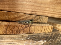 Melanoplus femurrubrum