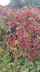 Parthenocissus inserta