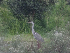 Ardea cinerea