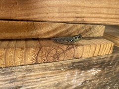 Melanoplus femurrubrum