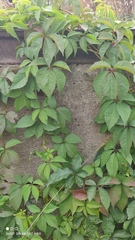 Parthenocissus inserta