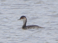 Podiceps nigricollis