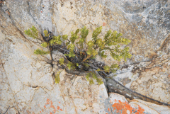 Muraltia bondii