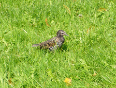 Sturnus vulgaris