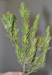 Muraltia bondii