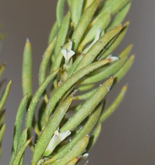 Muraltia bondii