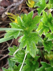 Hamadryas magellanica