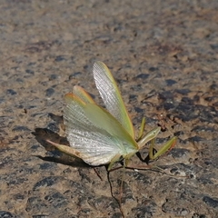 Mantis religiosa religiosa
