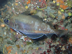 Trisopterus capelanus