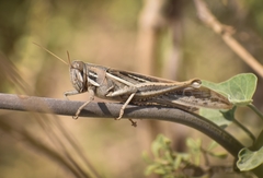 Schistocerca cancellata