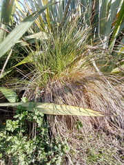 Carex secta