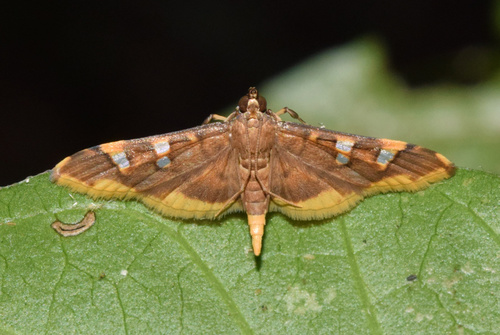 Coffee Berry Moth