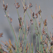 Ficinia oligantha - Photo (c) Charles Stirton, algunos derechos reservados (CC BY-SA), uploaded by Charles Stirton