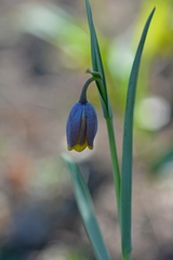 Fritillaria uva-vulpis