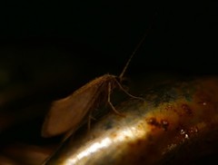 Trichoptera
