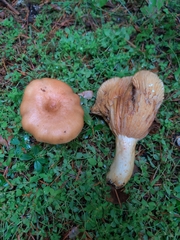 Lactarius olympianus