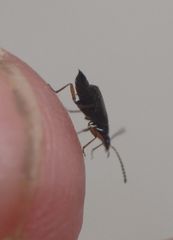 Orochares angustatus