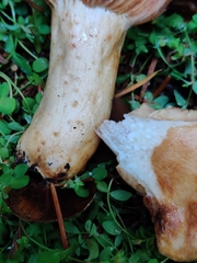 Lactarius olympianus