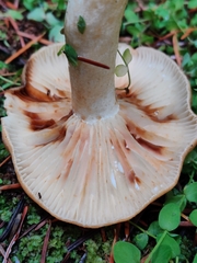 Lactarius olympianus