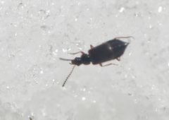 Orochares angustatus