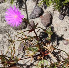 Lampranthus falcatus