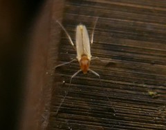 Chironomidae
