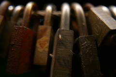 Chironomidae