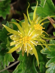 Hamadryas magellanica