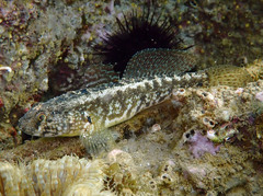 Gobius ophiocephalus