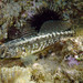 Grass Goby - Photo (c) Sylvain Le Bris, some rights reserved (CC BY-NC), uploaded by Sylvain Le Bris