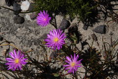 Lampranthus falcatus