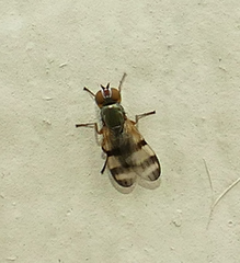 Chaetopsis fulvifrons
