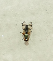 Chaetopsis fulvifrons