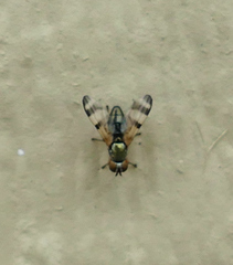 Chaetopsis fulvifrons