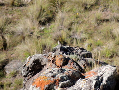 Geospizopsis unicolor